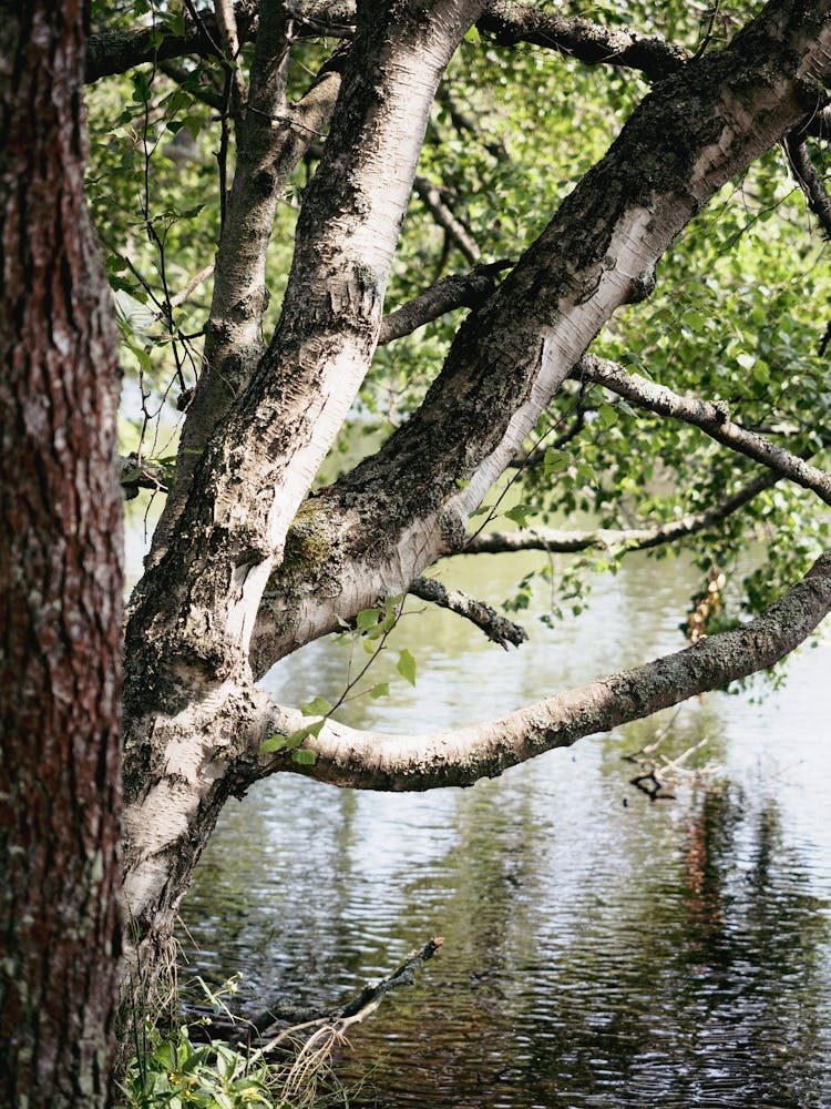 Birch Branches Hanging Over Water 