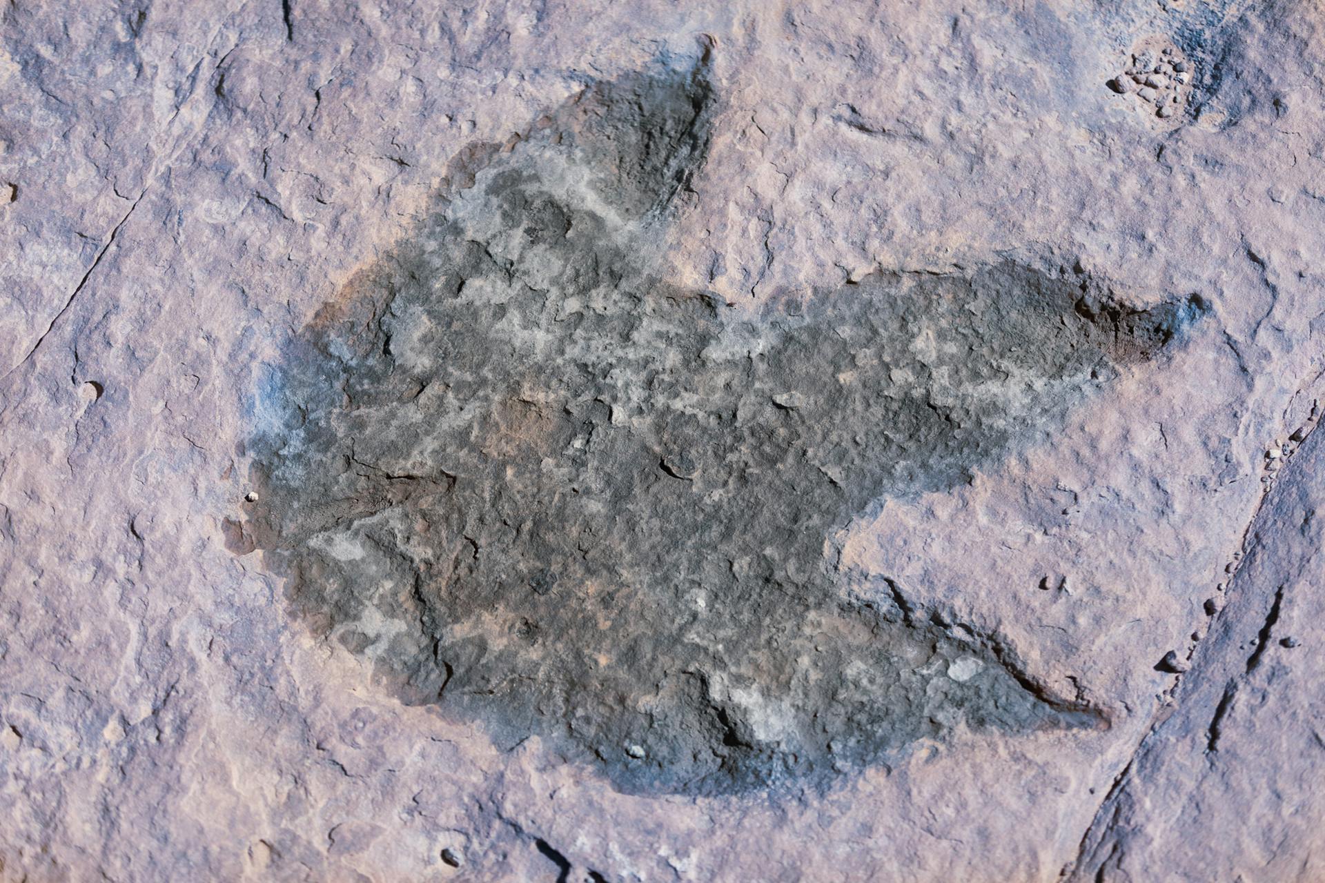 Photograph of a Fossil Footprint