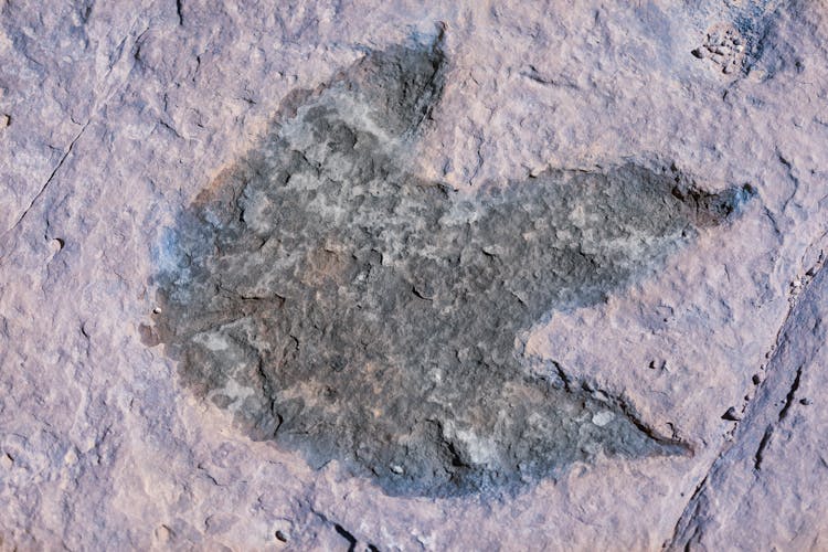 Photograph Of A Fossil Footprint