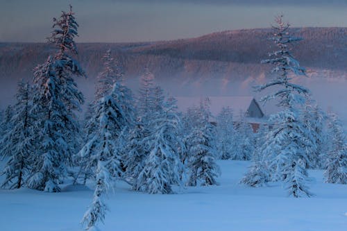 Photograph of Trees Covered in Snow