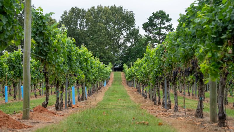 Vineyard rows