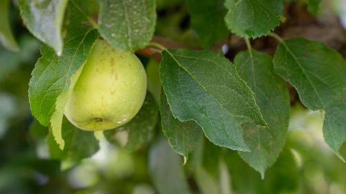 Free Close-up of a fresh green apple hanging from a tree branch with lush leaves. Stock Photo