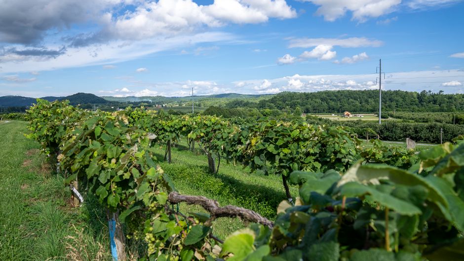 Breathtaking vineyard scene in rural NC with lush greenery under a vibrant sky. Ideal for agricultural themes.