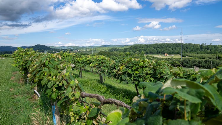 Photo Of A Vineyard