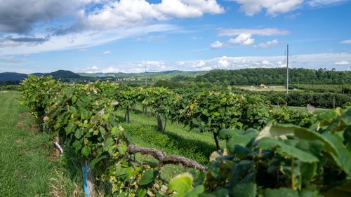 Free Breathtaking vineyard scene in rural NC with lush greenery under a vibrant sky. Ideal for agricultural themes. Stock Photo