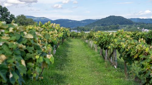 Free Picturesque vineyard with rolling hills in North Carolina, capturing a serene summer day. Stock Photo