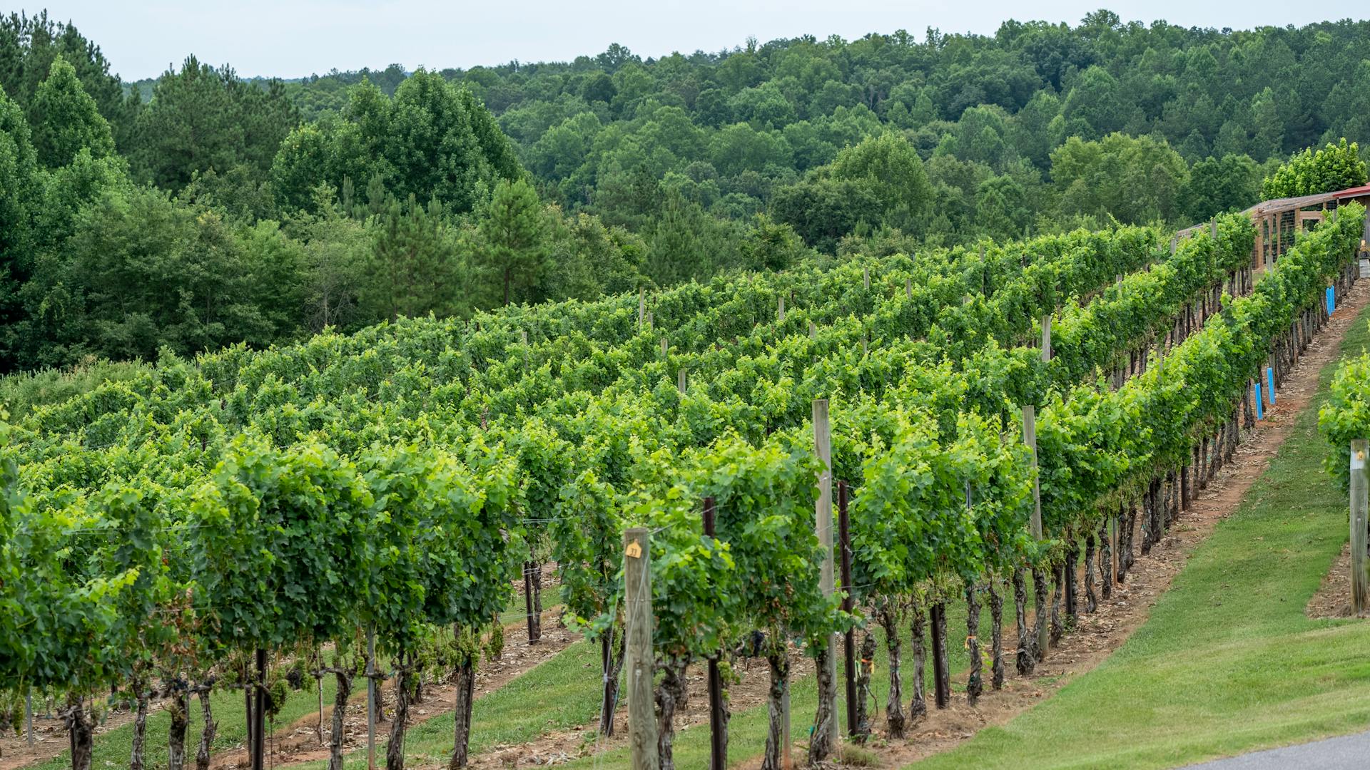 Vibrant vineyard in rural North Carolina surrounded by lush green forests.