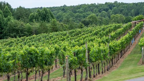 Free Vibrant vineyard in rural North Carolina surrounded by lush green forests. Stock Photo