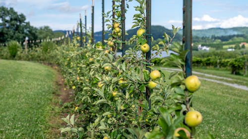 Foto profissional grátis de foco seletivo, frutas, maçãs