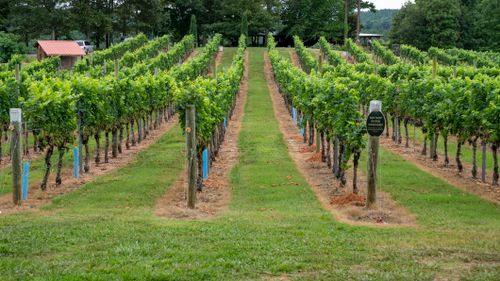 Free Vibrant green vineyard rows under clear skies in North Carolina's rural countryside. Stock Photo