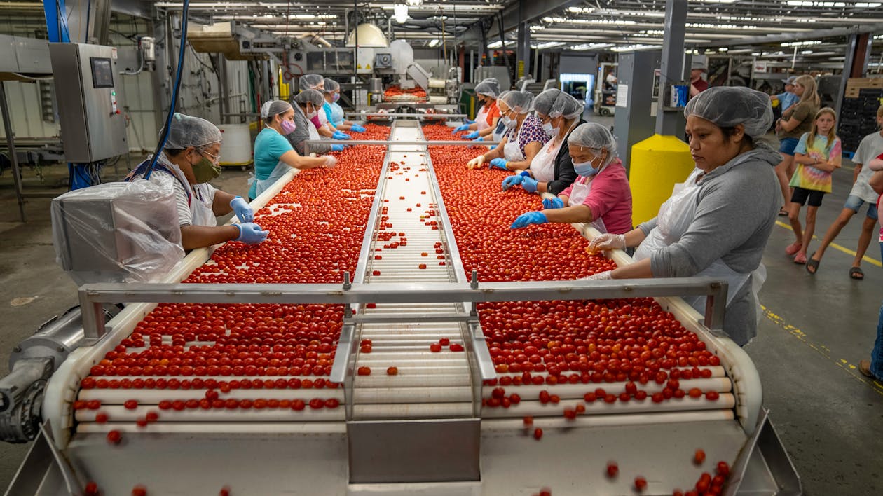Free People Sorting Cherry Tomatoes on a Conveyor Belt Stock Photo