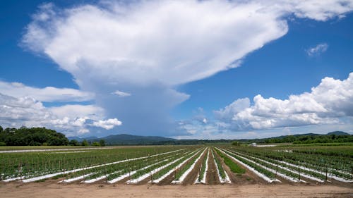 农业领域, 多雲的, 藍天 的 免费素材图片