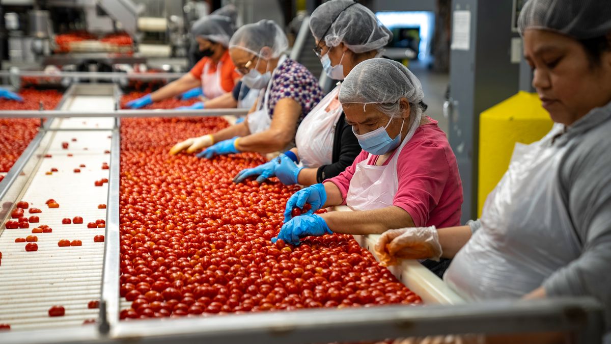 Sortasi bahan pangan di jalur produksi