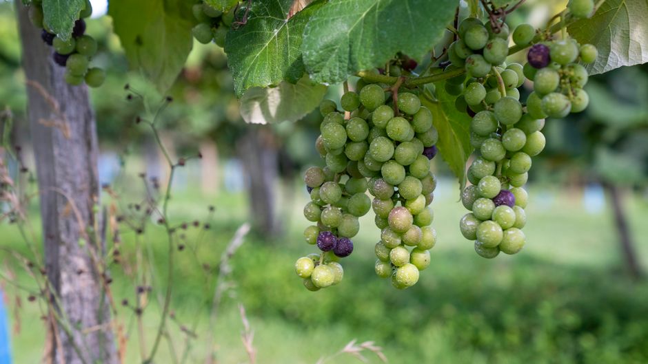 Fresh clusters of grapes hanging on a vine in a North Carolina vineyard, showcasing their vibrant green colors in summer.