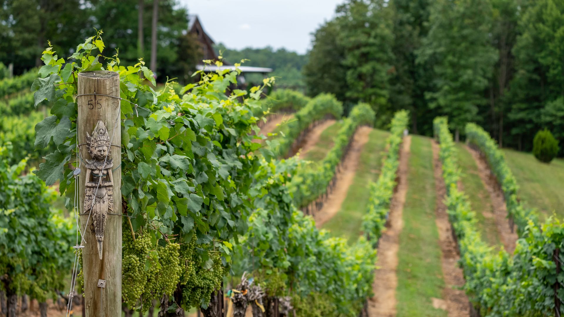Explore a vibrant vineyard in rural North Carolina with lush grapevines and wooden posts on a sunny day.
