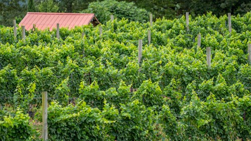 Green Plants in a Vineyard