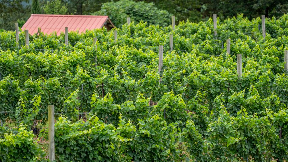 Vibrant rows of grapevines in a North Carolina vineyard during summer.