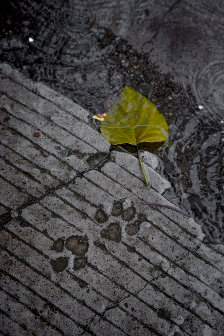 Paw Prints On A Concrete Floor 