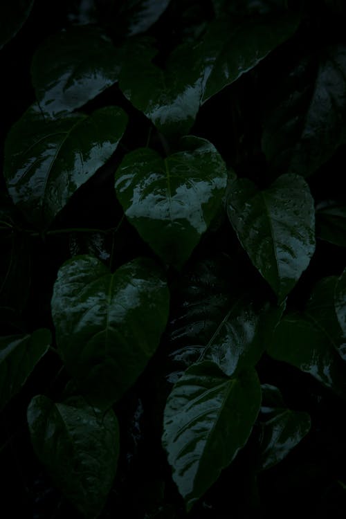 Close-up of Wet Leaves