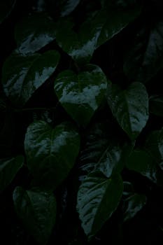 A close-up of wet, glossy green leaves capturing a dark, moody ambiance.