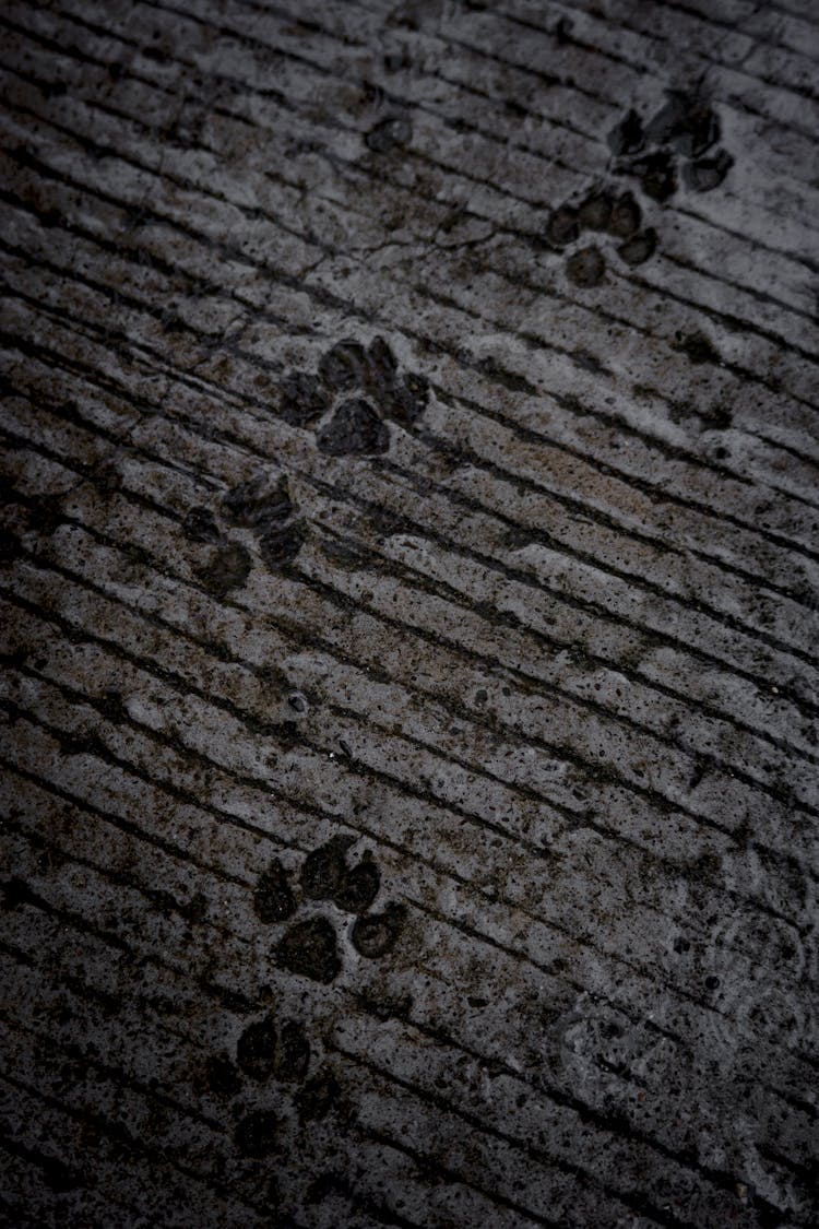 Paw Prints On A Concrete Floor 