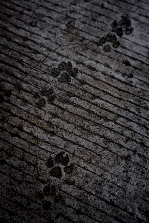 Free Dark animal paw prints on a textured wet concrete surface. Stock Photo