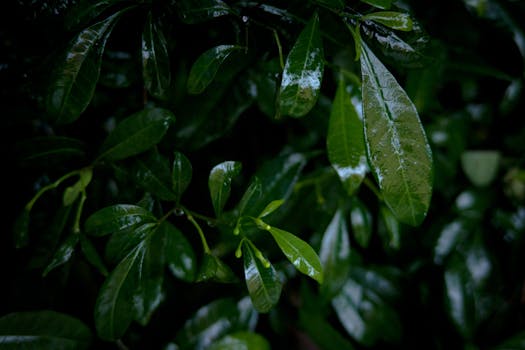 Moody close-up of lush green leaves covered in rain droplets, highlighting natural beauty.