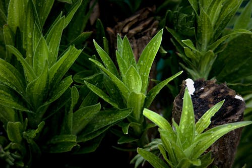 Green Plants with Water Droplets