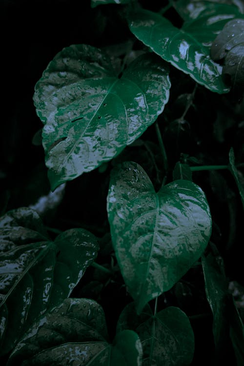 Free Close-up of Wet Leaves Stock Photo