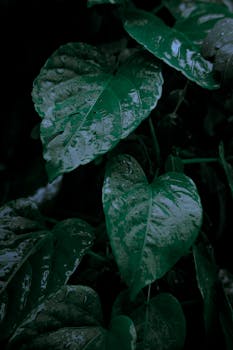 Close-up of lush green leaves with dewdrops, creating a fresh and natural feel.