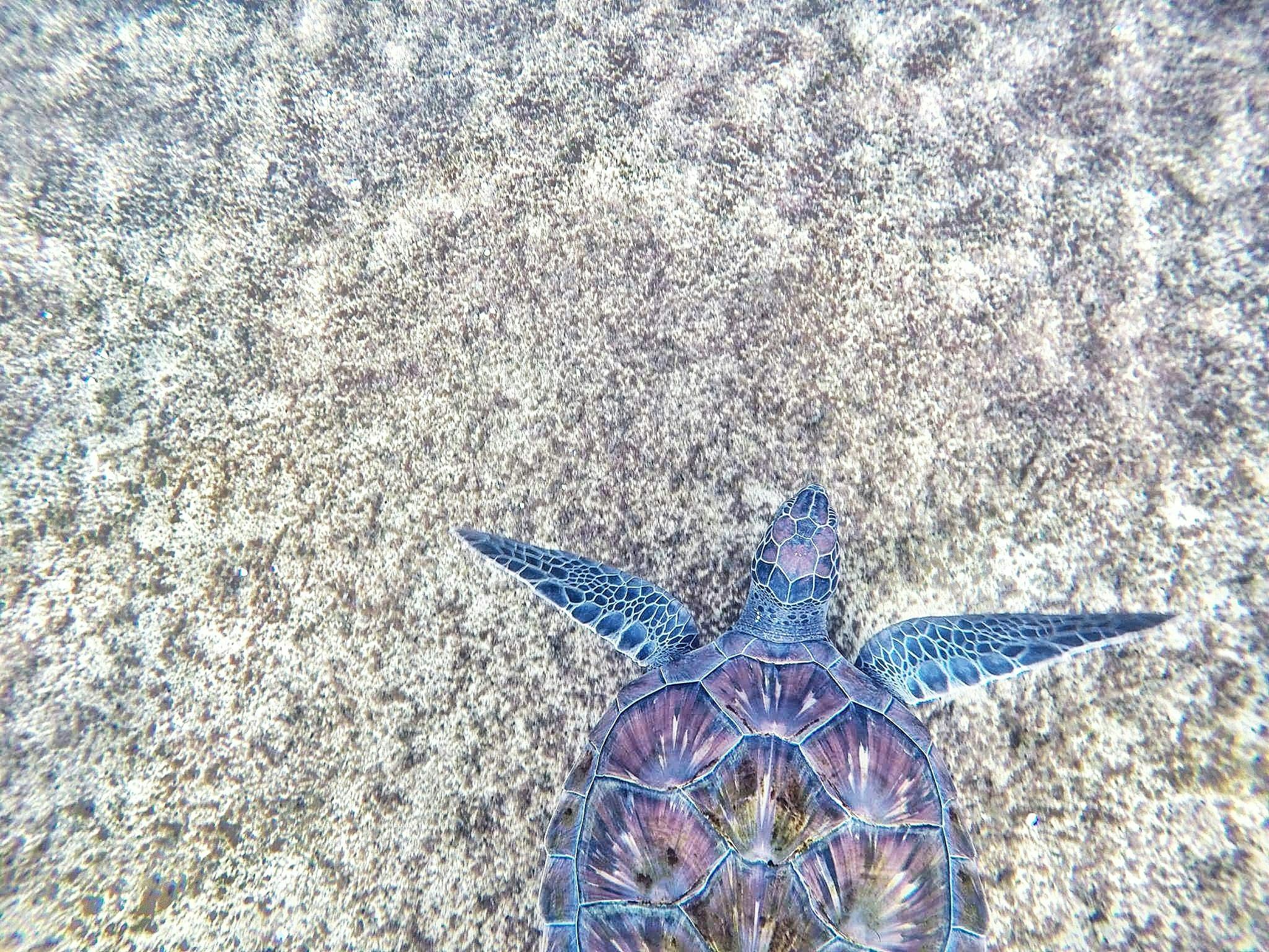 purple and blue sea turtle