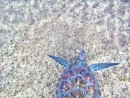 Ücretsiz Mor Ve Mavi Deniz Kaplumbağası Stok Fotoğraflar