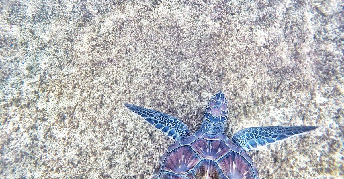 How long can a turtle live out of water