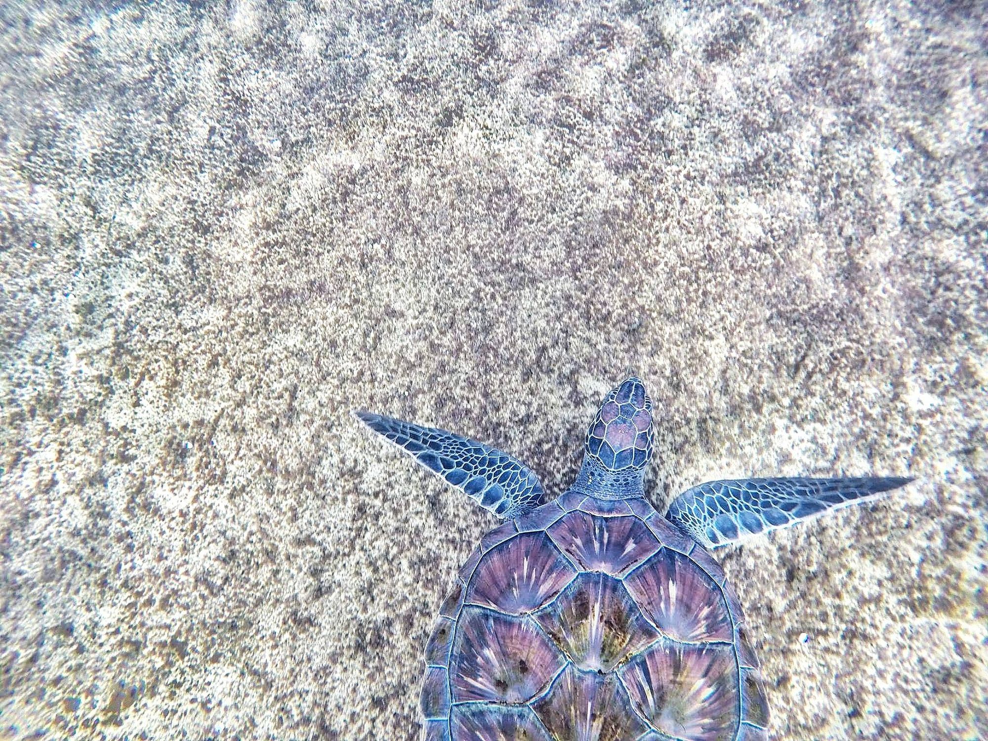 Pr Blue Turtle Purple and Blue Sea Turtle · Free Stock Photo