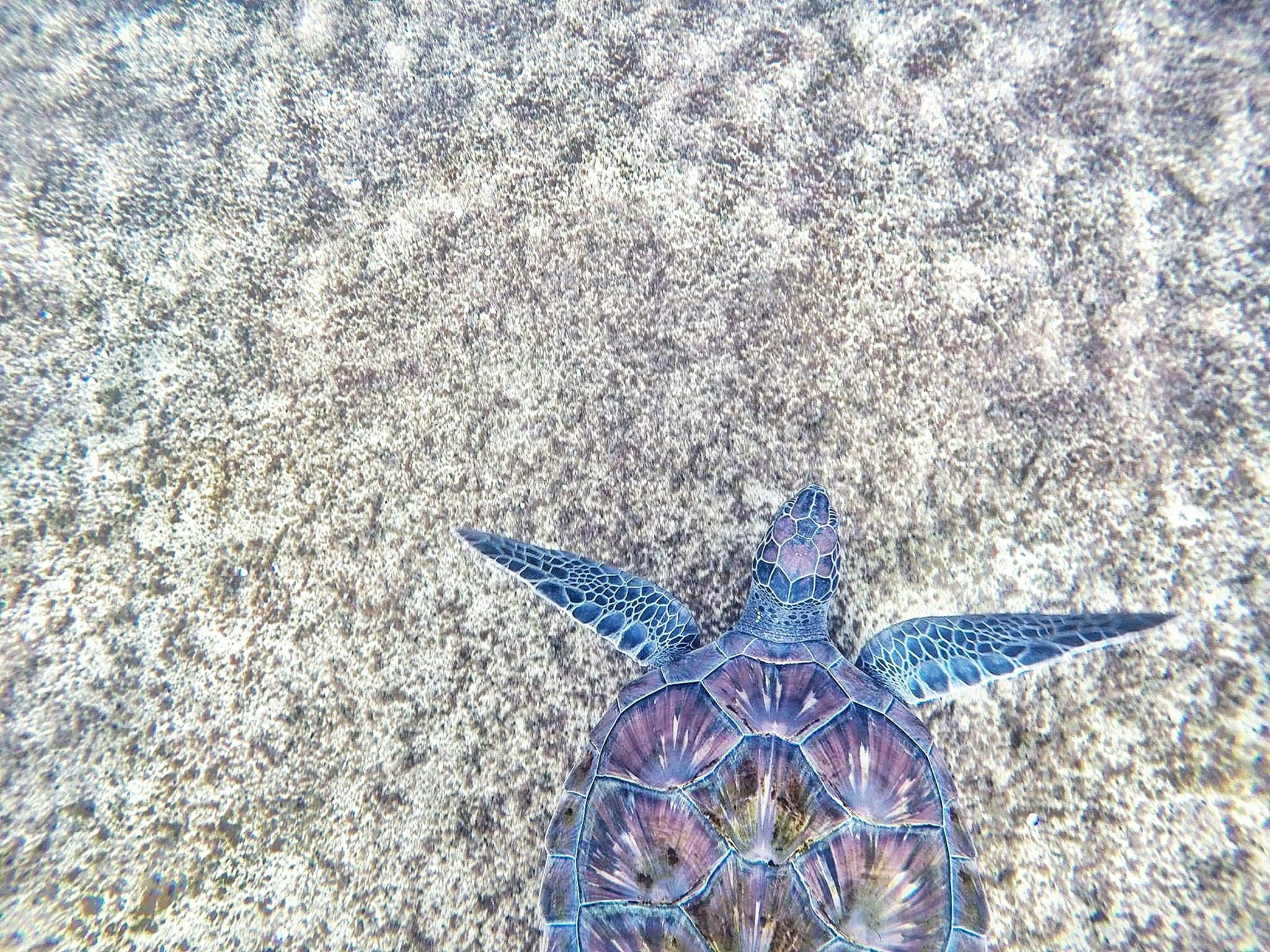 sea turtle beach wallpaper