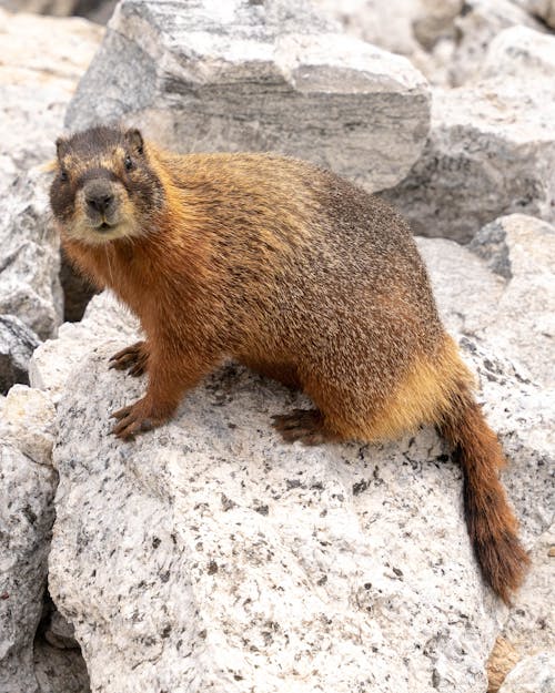 A Marmot on a Rock