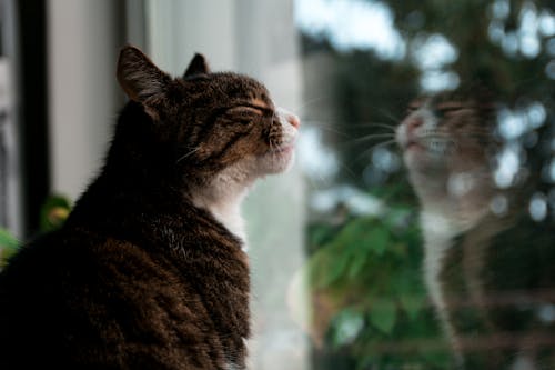 유리 창에 서있는 갈색 얼룩 무늬 고양이의 선택적 초점 사진