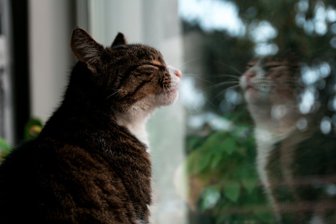Selective Focus Photography of Brown Tabby Kitten Standing Against Glass Window