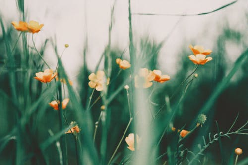 Close Up Photo of Poppy Flowers