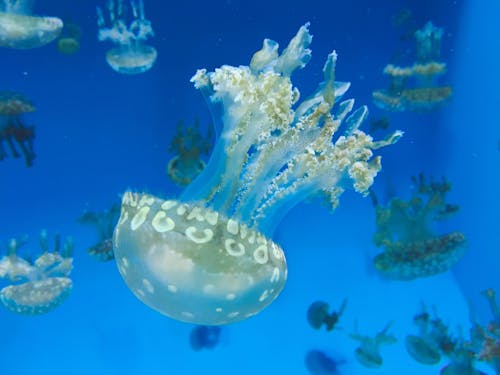 Free stock photo of jellyfish, mobilechallenge, sea