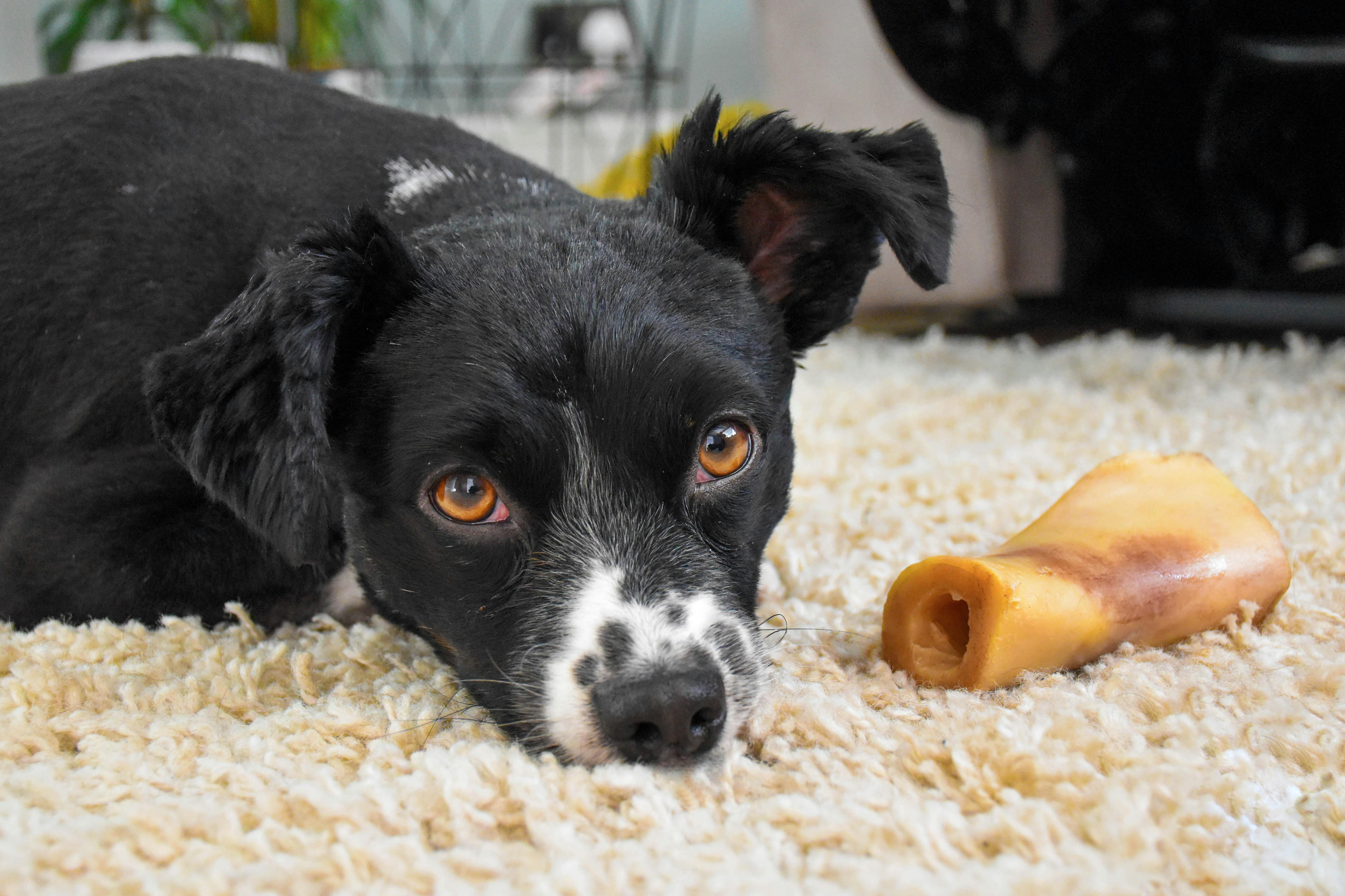 Black Short Coat Medium Dog on Floor · Free Stock Photo
