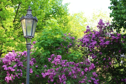 Free Gratis arkivbilde med blomstre, busker, gatelampe Stock Photo