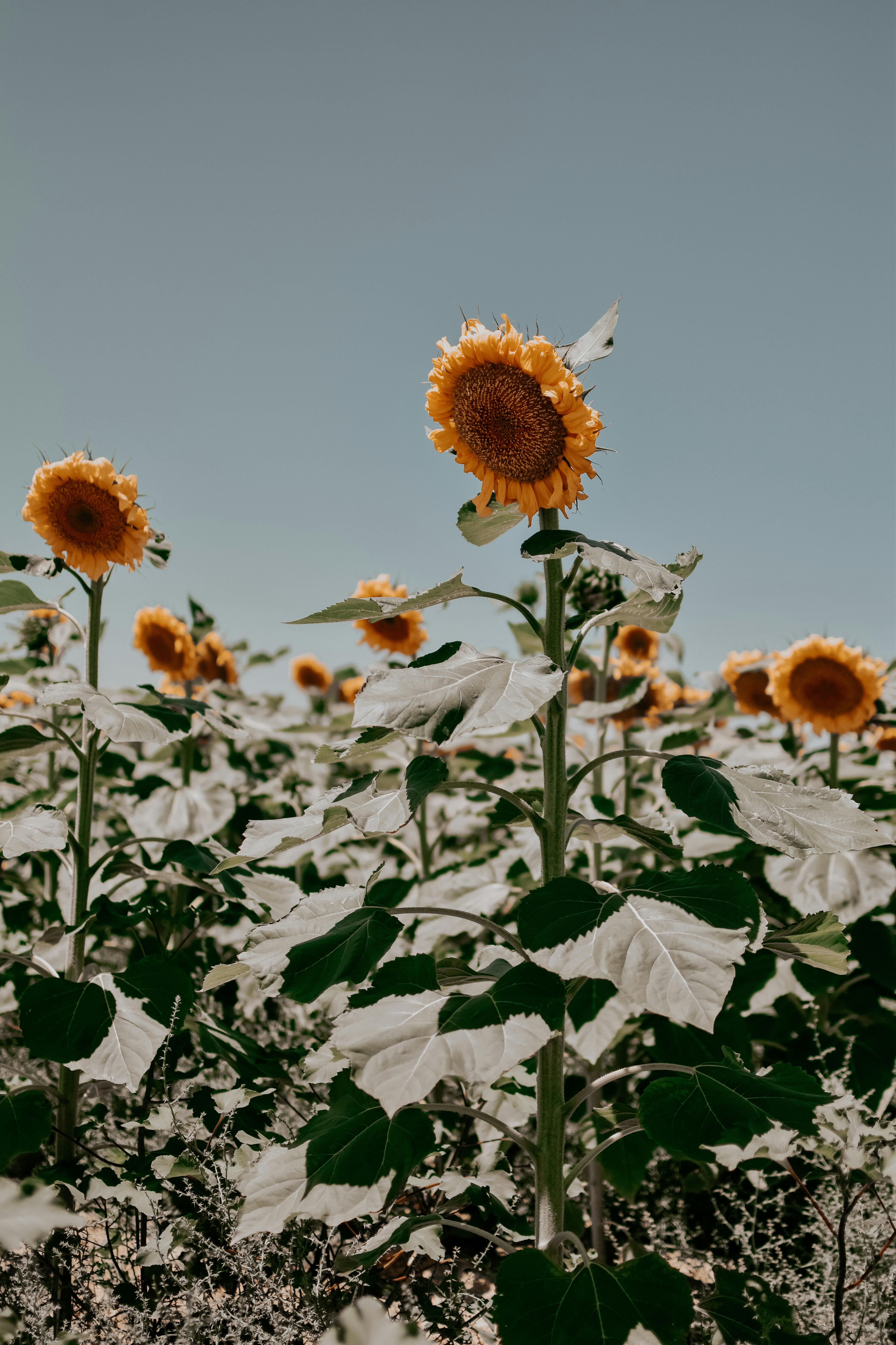 Premium AI Image  Beautiful sunflower background neatly arranged  generative ai