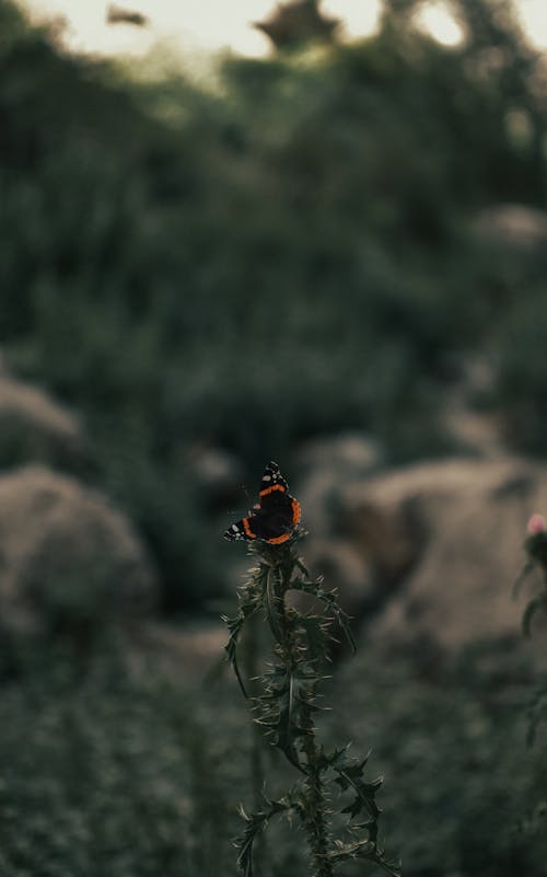 Black and Orange Butterfly Perched on a Plant