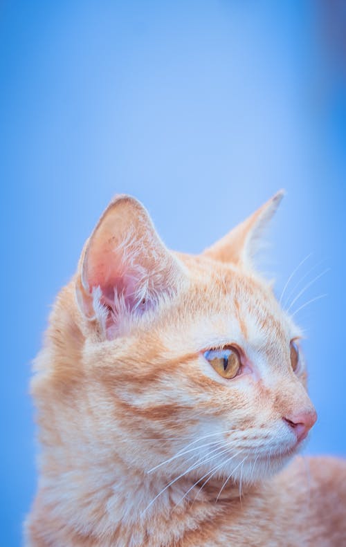 Orange Tabby Cat in Close Up Photography