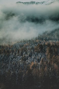 航拍照片中，云雾覆盖的松林营造出一种宁静而神秘的氛围