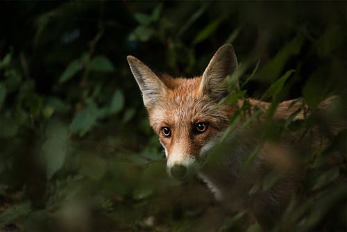 Free A Red Fox Peeking from Behind the Leaves Stock Photo