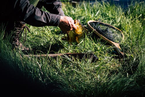 Photos gratuites de attraper, filet de pêche, herbe