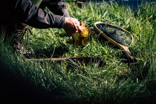 An angler captures a fish from a fishing net on the grassy riverbank, outdoor adventure scene.