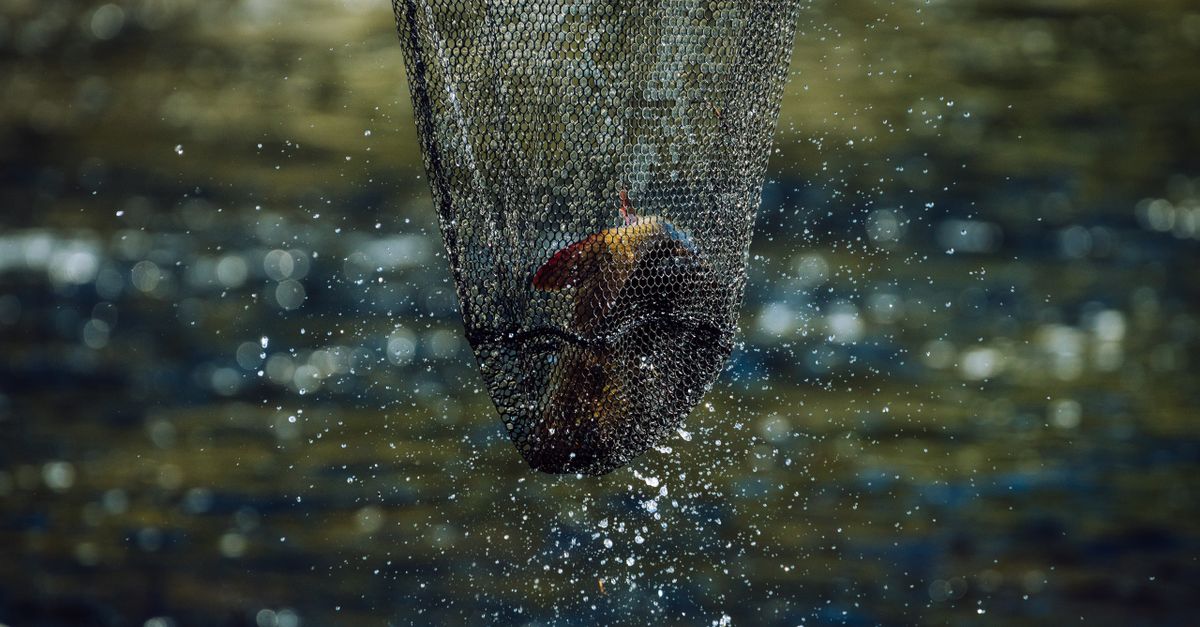 A fish caught in a net, representing the moment liquidity actually gets taken